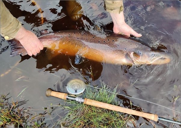 twenty Pounder on a Yelly Belly Needle Tube Fly