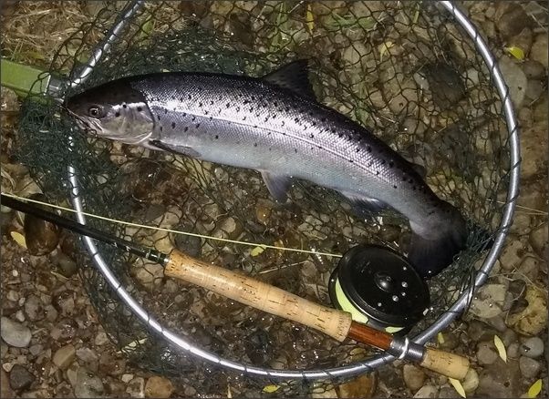 Spey sea trout July 1st